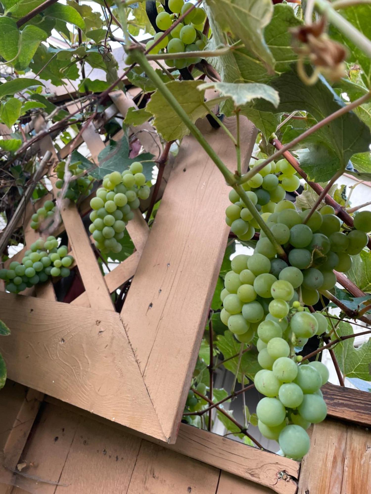 Garden Home In Victoria -Beautiful Home In ビクトリア エクステリア 写真